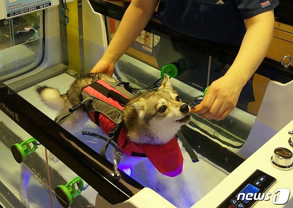 본문 이미지 - 전문가에게 재활치료받는 반려견의 모습. 사진 청담우리동물병원 제공 ⓒ 뉴스1