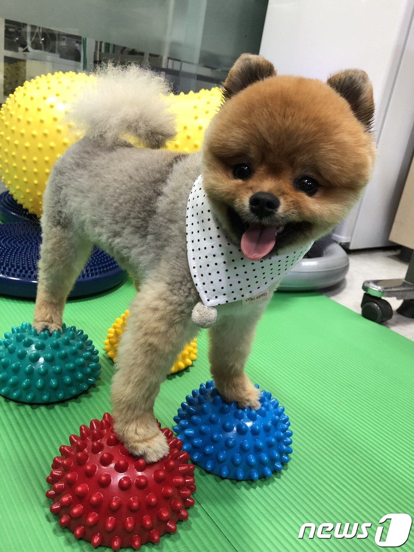 본문 이미지 - 재활치료받는 반려견의 모습. 사진 청담우리동물병원 제공 ⓒ 뉴스1