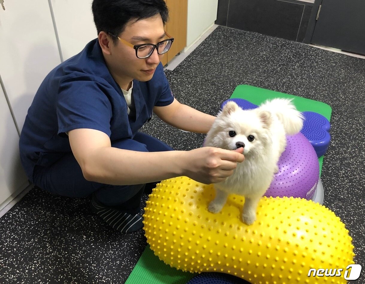 본문 이미지 - 전문가에게 재활치료받는 반려견의 모습. 사진 청담우리동물병원 제공 ⓒ 뉴스1
