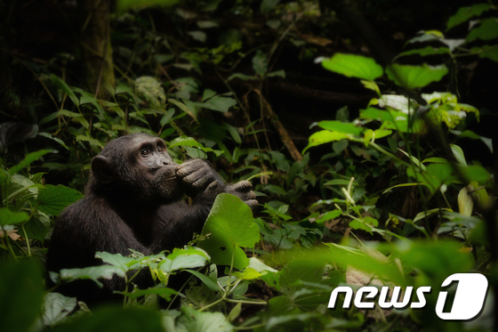 우간다 카이벌 국립공원에 서식하는 침팬지 . 저작권 Cheryl Ramalho.  사진 WWF (세계자연기금) 제공 © 뉴스1