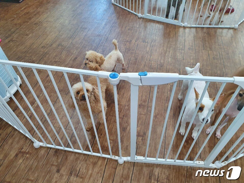 본문 이미지 - 부천의 한 애견호텔에 개들이 머물고 있다 ⓒ 뉴스1 문동주 인턴기자