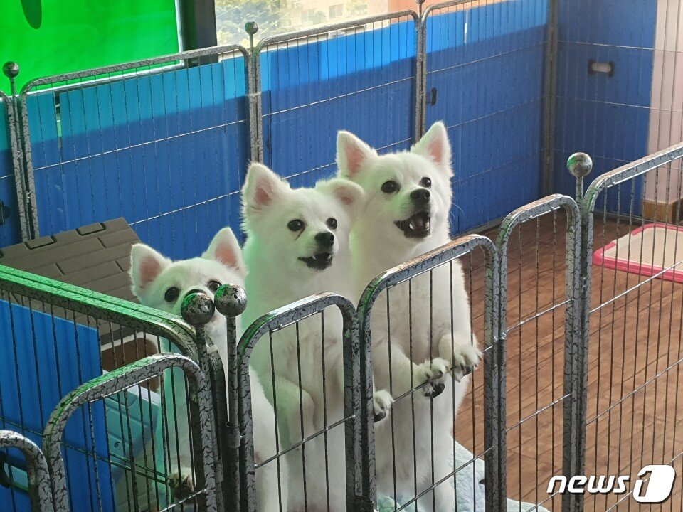 본문 이미지 - 부천의 한 애견호텔에 머물고 있는 반려견들 ⓒ 뉴스1 문동주 인턴기자