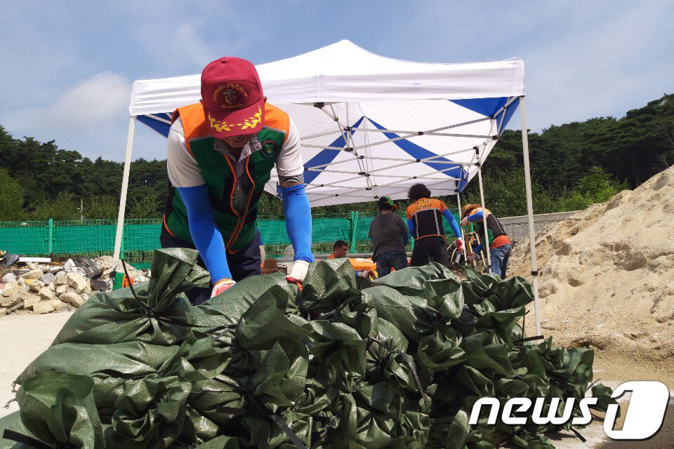 본문 이미지 - 14일 강원도 강릉시 읍면동 직원들이 다가오는 태풍 크로사에 대비해 모래마대를 준비하고 있다. (강릉시 제공) 2019.8.14/뉴스1 ⓒ News1