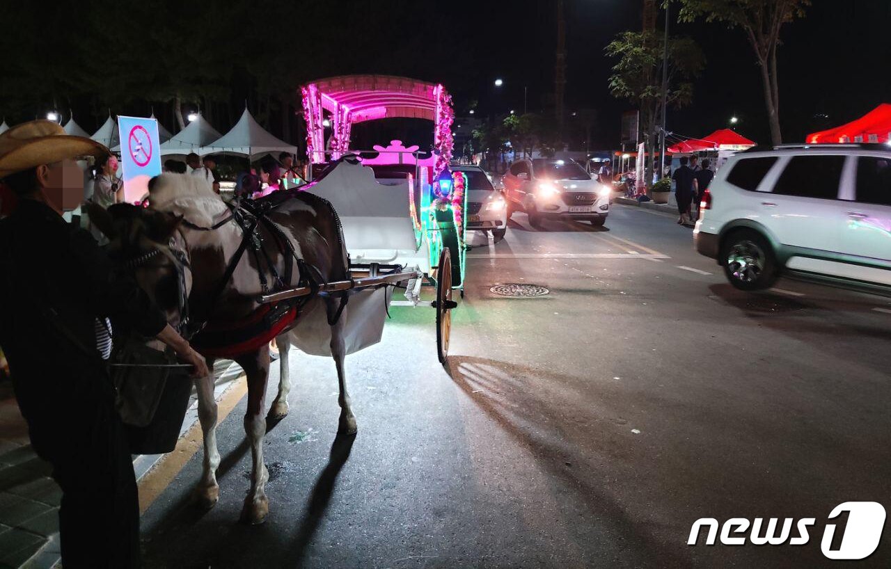 본문 이미지 - 지난 1일 속초해수욕장 입구에서 손님을 기다리는 마차. 주위로 차량들이 마차를 피하기 위해 중앙선을 넘어 가고 있다. ⓒ News1 홍성우 기자