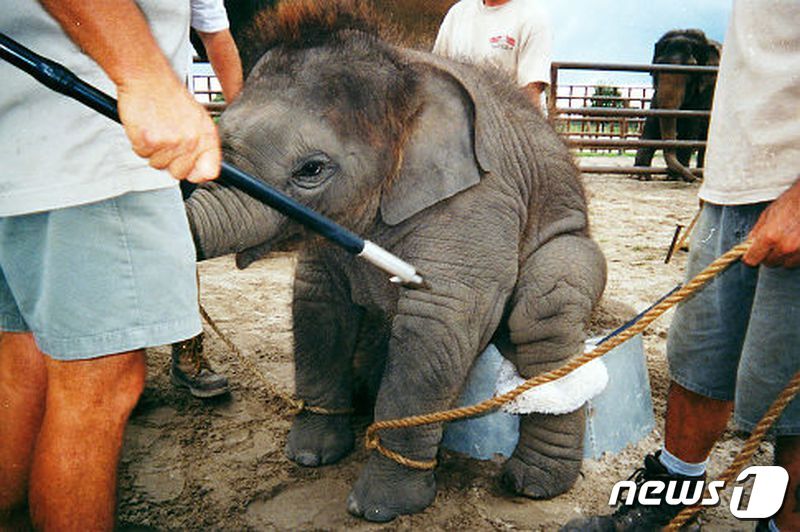 본문 이미지 - 사진 동물보호단체 PETA 홈페이지 캡처 ⓒ 뉴스1