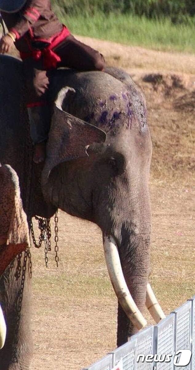 본문 이미지 - 사진 아방다발릭(abang da balik) 트위터 캡처ⓒ 뉴스1