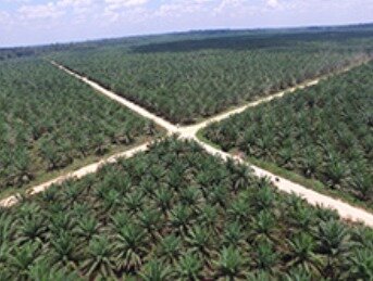 본문 이미지 - LG상사 인도네시아 팜농장 전경.(LG상사 제공)ⓒ 뉴스1