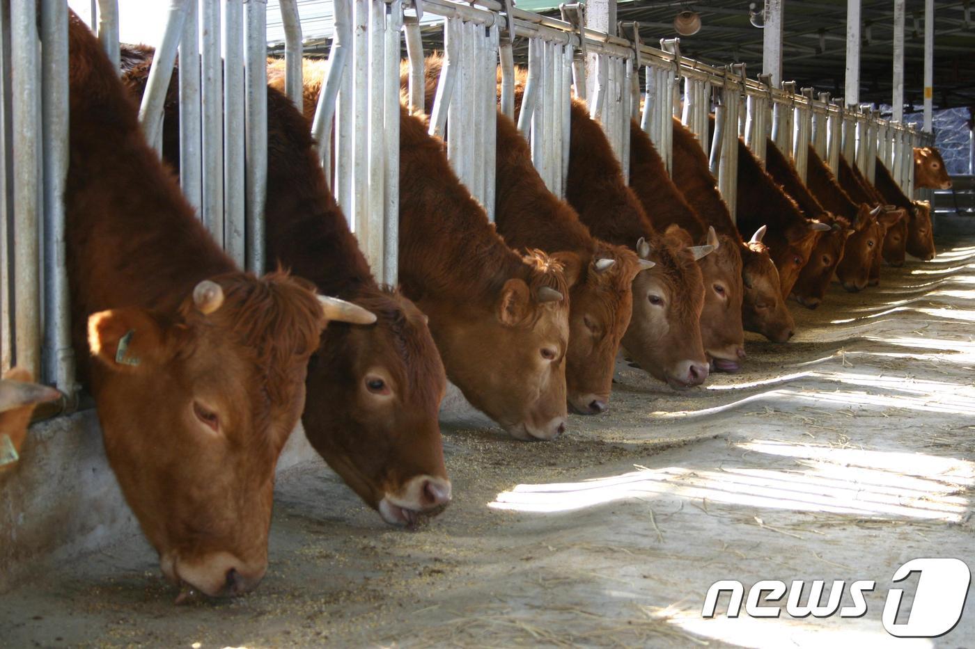 소값 '내리고' 생산비 '오르고'…축산농가 울상