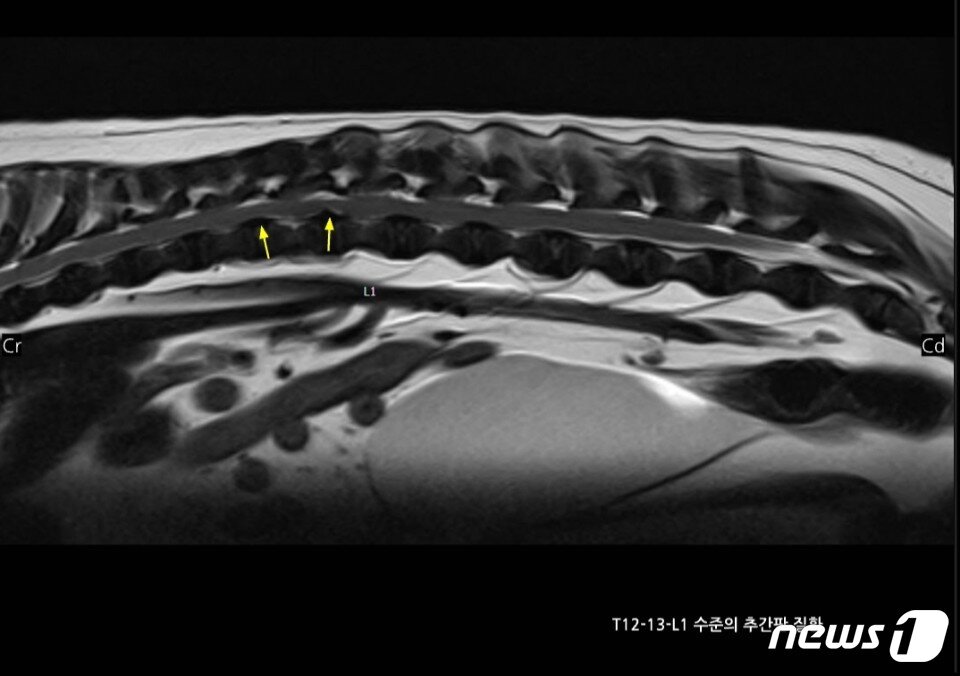 본문 이미지 - 사진 청담우리동물병원 제공 ⓒ 뉴스1