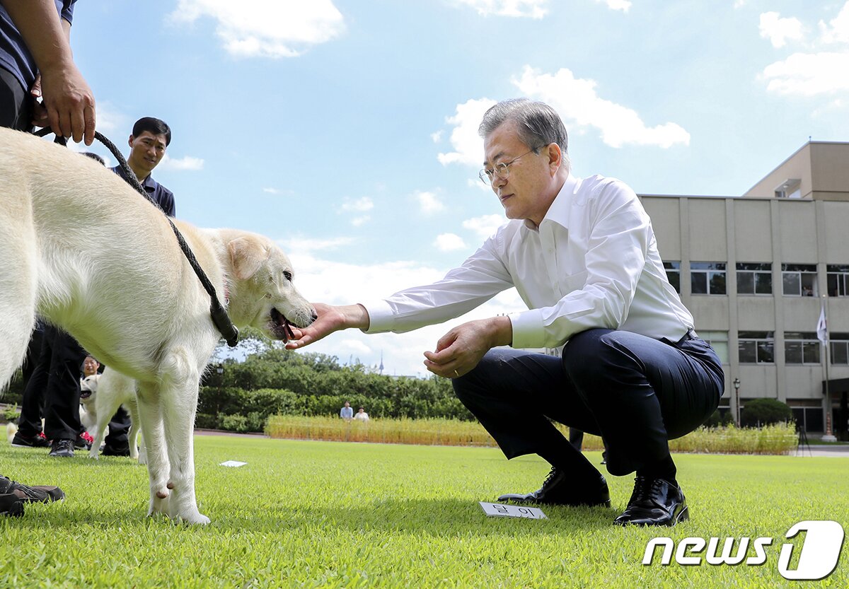 본문 이미지 - 문재인 대통령이 청와대에서 풍산개 곰이가 낳은 강아지들과 마지막 청와대 산책을 하고 있다.  &#40;청와대 제공&#41; 2019.8.30/뉴스1