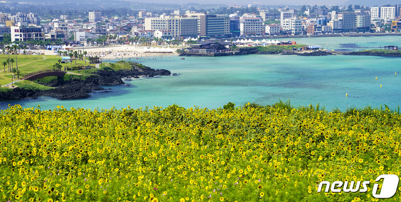 (제주=뉴스1) 고동명 기자 = 4일 제주시 조천읍 함덕 서우봉에 활짝 핀 노란 해바라기 뒤로 에메랄드 빛 푸른 바다가 어우러져 아름다운 풍경을 연출하고 있다.(제주도 제공)201 …