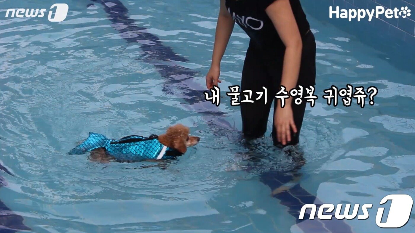 본문 이미지 - 멍트럴파크에서 수영복을 입고 수영하는 강아지 ⓒ 뉴스1 문동주 인턴기자