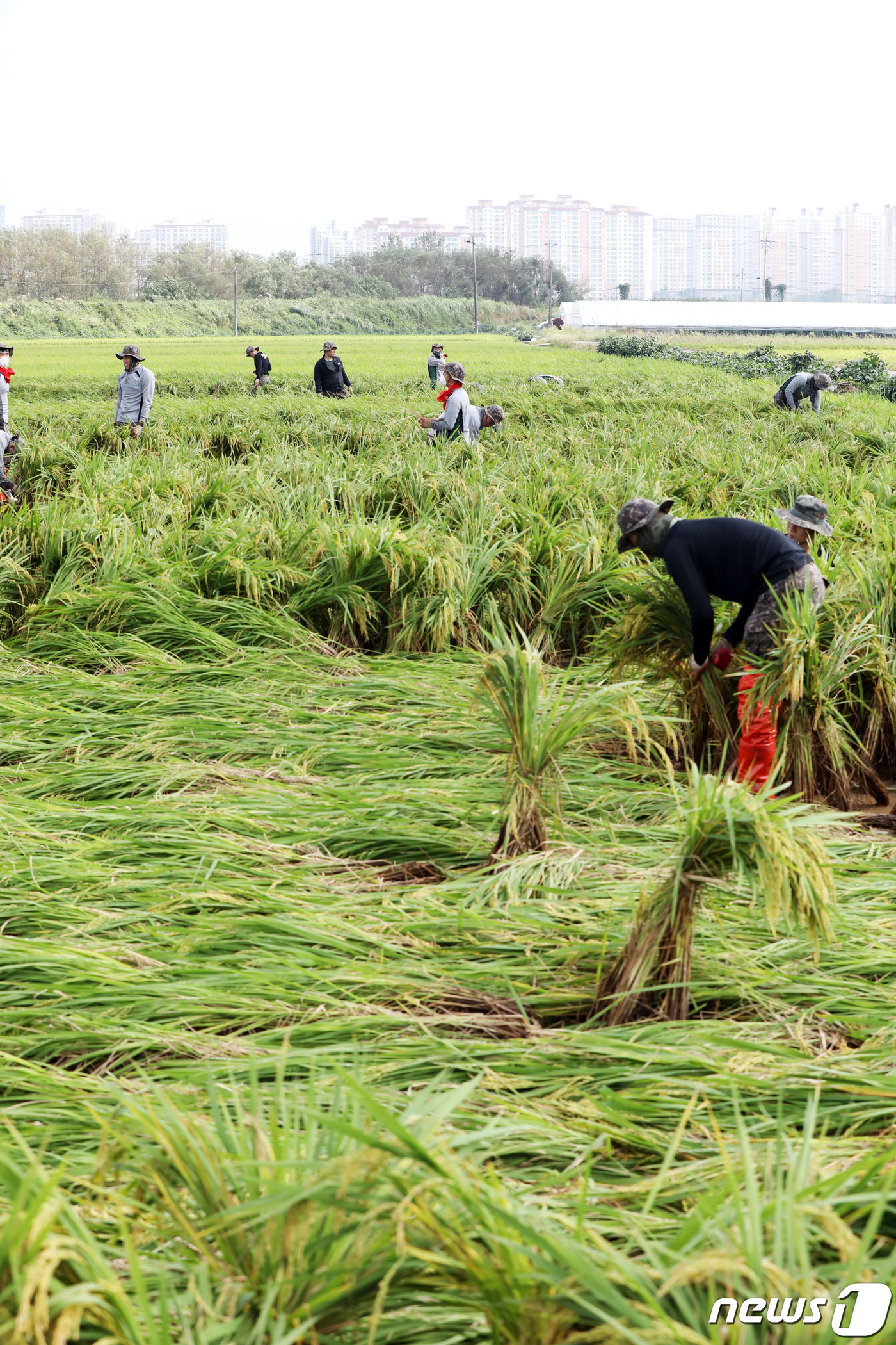 (나주=뉴스1) 황희규 기자 = 10일 전남 나주시 금천면 들녘에서 육군 31사단 병사들이 제 13호 태풍 '링링'의 강풍으로 인해 쓰러진 벼를 세우고 있다. 2019.9.10/뉴 …