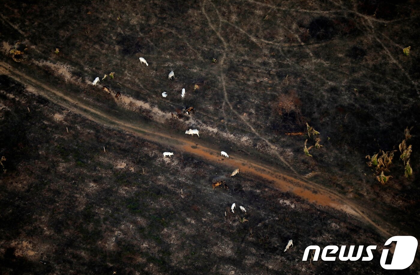 본문 이미지 - 잿더미로 변한 아마존 밀림 ⓒ 로이터=뉴스1 ⓒ News1 우동명 기자
