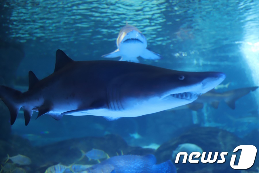 (서울=뉴스1) = 코엑스아쿠아리움은 지난 8월 새 식구가 된 ‘샌드타이거샤크’ 암수 한 쌍이 3주간의 적응기간을 거쳐 바다왕국에 합류하게 됐다고 11일 전했다. 새로운 서식지에서 …