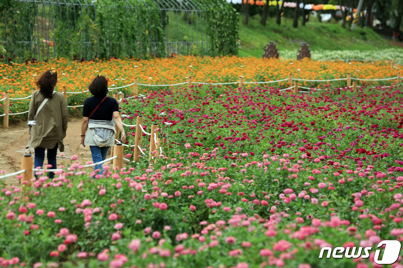 (평창=뉴스1) 권혜민 기자 = 추석 연휴 마지막날인 15일 강원 평창군 평창읍에서 열리는 2019평창백일홍축제장을 찾은 관광객들이 백일홍 꽃밭 사이를 걷고 있다. 백일홍축제는 6 …