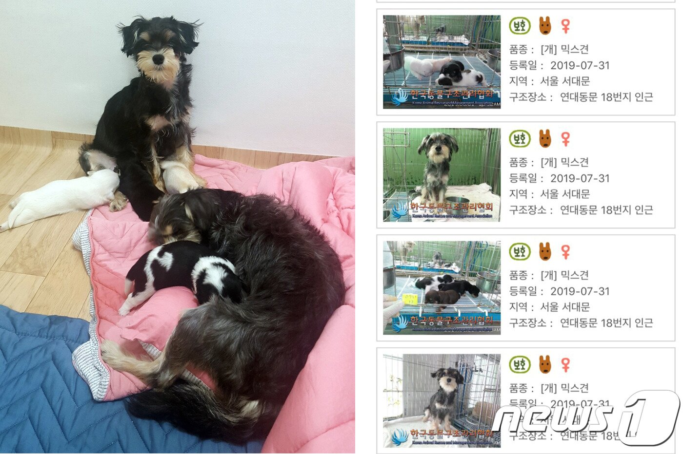 본문 이미지 - 구조 당시 어미견과 새끼들 모습. 사진 독드림 제공 ⓒ 뉴스1