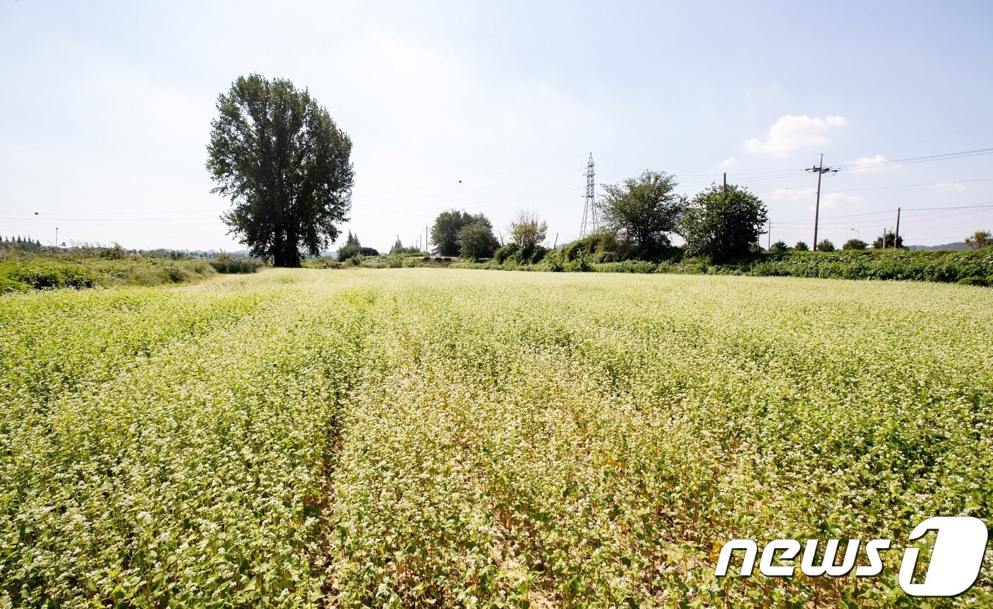 본문 이미지 - 증평 반탄교 일원의 메밀꽃밭.(증평군청 제공)ⓒ 뉴스1