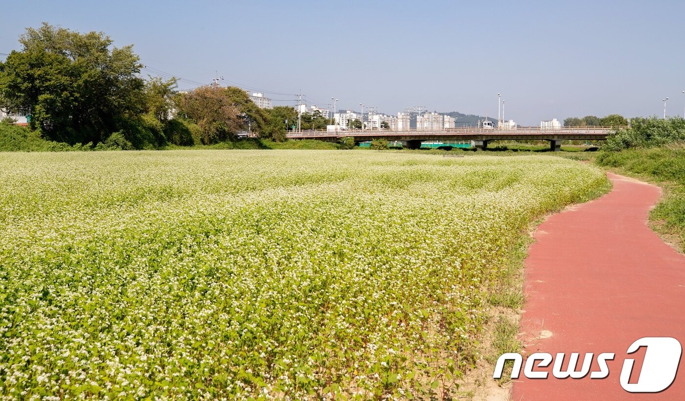 본문 이미지 - 증평 반탄교 일원의 메밀꽃밭.(증평군청 제공)ⓒ 뉴스1