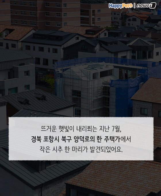 본문 이미지 -  