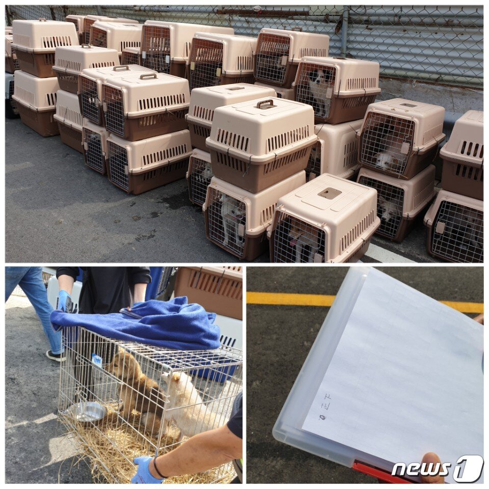 본문 이미지 - 애린원에서 구조돼 나오는 개들 ⓒ 뉴스1