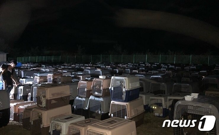 본문 이미지 - 애린원 맞은 편에 생존사가 마련해 둔 부지에서 구조된 개들은 당분간 생활해야 한다. 사진 비글구조네트워크 제공 ⓒ 뉴스1