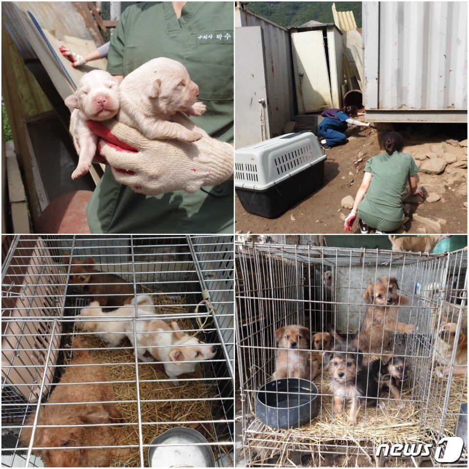 본문 이미지 - 자체번식으로 개체수가 계속 늘어난 애린원 ⓒ 뉴스1