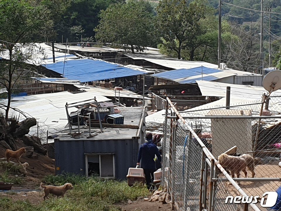 본문 이미지 - 국내 최대 유기동물보호소 애린원 모습 ⓒ 뉴스1