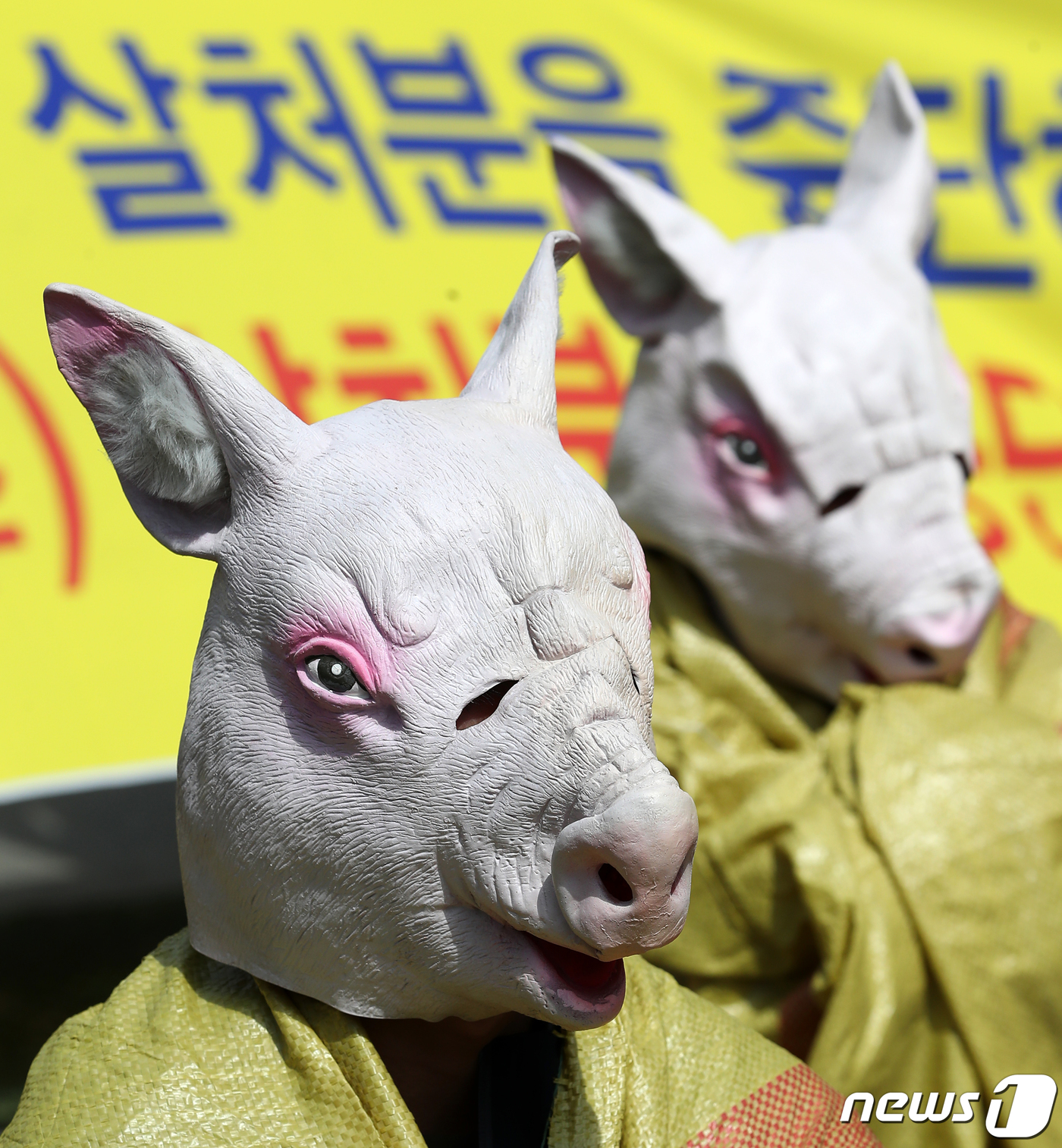 (서울=뉴스1) 오대일 기자 = 동물권단체 케어와 한국동물보호연합 회원들이 26일 서울 종로구 광화문광장에서 열린 '아프리카 돼지열병 살처분 현장 실태 폭로 긴급 기자회견'에서 돼 …