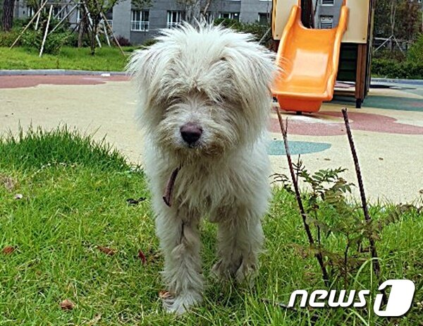 본문 이미지 - 김포 일대에서 돌아다니던 '흰둥이'의 모습. 사진 김포 흰둥이 구조 모임 제공 ⓒ 뉴스1