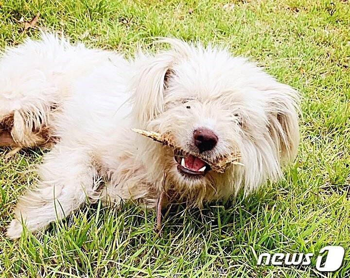 본문 이미지 - 김포 일대에서 돌아다니던 '흰둥이'의 모습. 사진 김포 흰둥이 구조 모임 제공 ⓒ 뉴스1