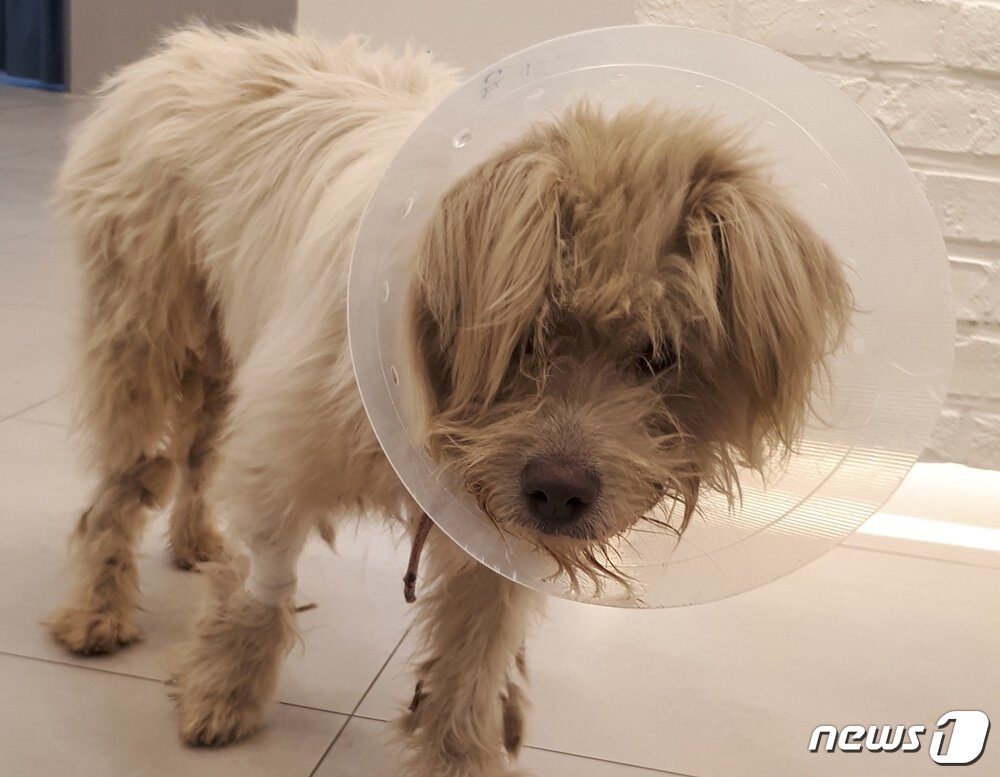 본문 이미지 - 김포 일대에서 돌아다니던 '흰둥이'가 구조 뒤 동물병원에서 치료를 받고 있다. 사진 김포 흰둥이 구조 모임 제공 ⓒ 뉴스1