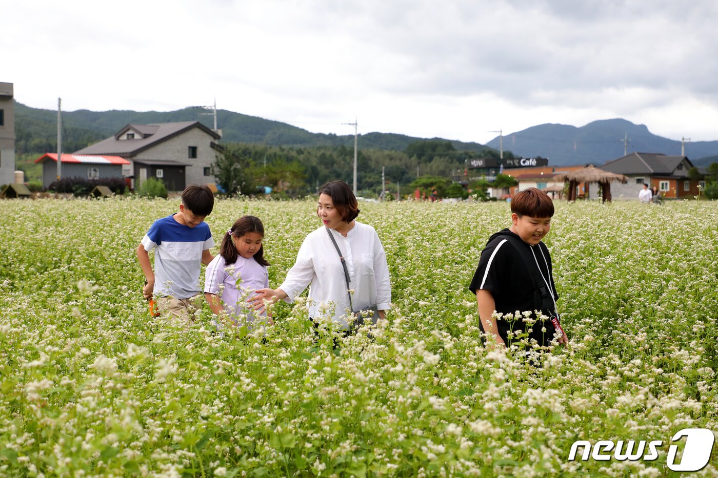 본문 이미지 - 7일 오전 강원도 평창군 봉편면 문화마을 일원에서 열린 평창효석문화제에 관광객들이 드넓게 핀 메밀꽃밭길을 걷고있다. 메밀꽃필무렵 소설의 배경지인 행사장은 15일까지 열린다.2019.9.7/뉴스1 ⓒ News1 장시원 인턴기자