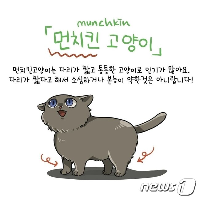 본문 이미지 - 웹툰 고양이그림공부 먼치킨 고양이 ⓒ 뉴스1