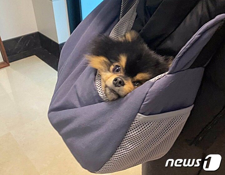 본문 이미지 - 방탄소년단 뷔의 반려견 탄이. 사진 위버스 ⓒ 뉴스1