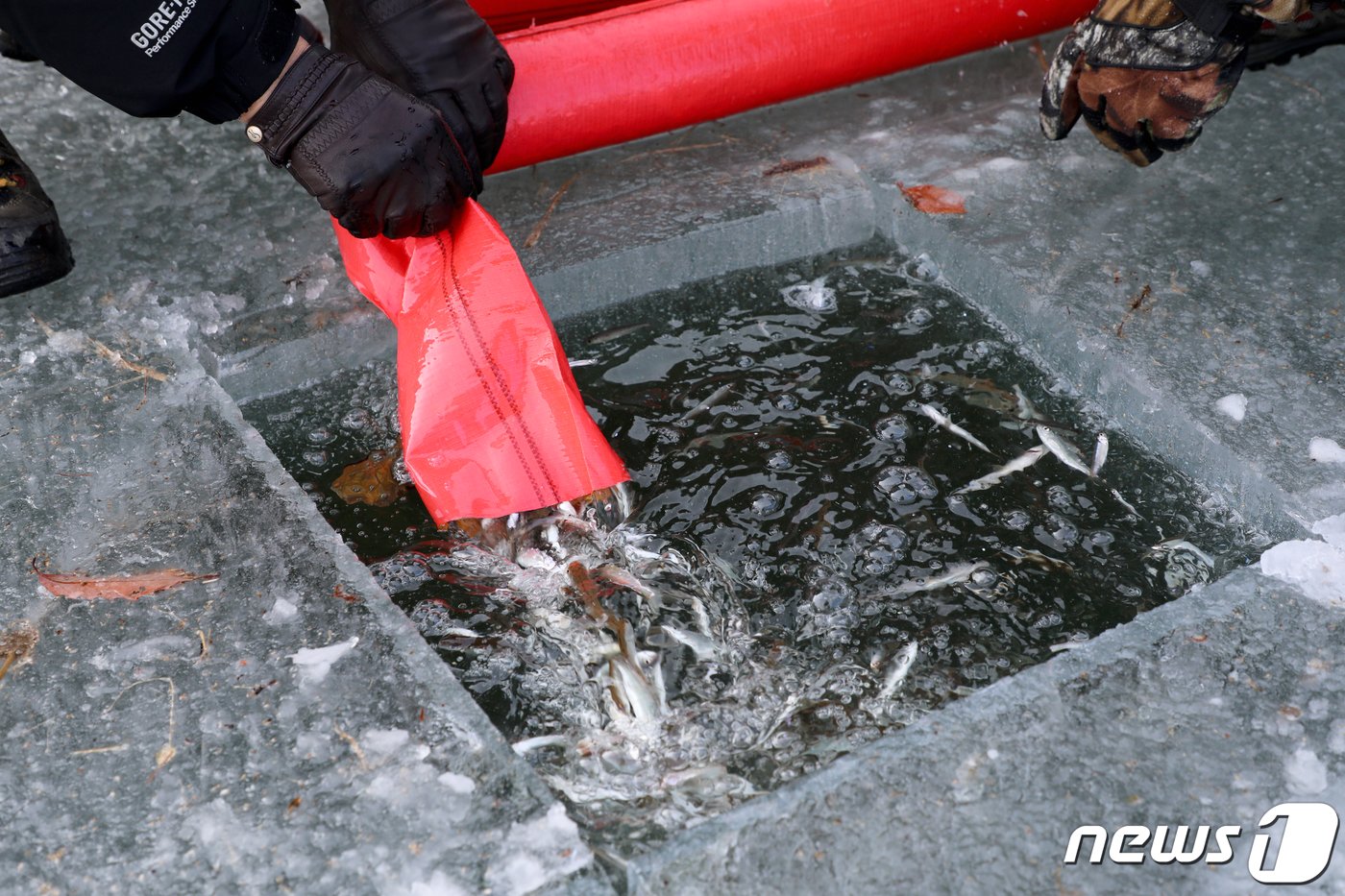 인제빙어축제 관계자들이 얼음판에 구멍을 내고 빙어 입식을 진행하고 있다. &#40;자료사진&#41;/뉴스1 DB