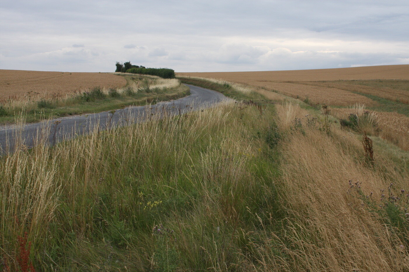 본문 이미지 - 월링턴 오지마을 키츠레인으로 가는 길. 조성관 작가 제공