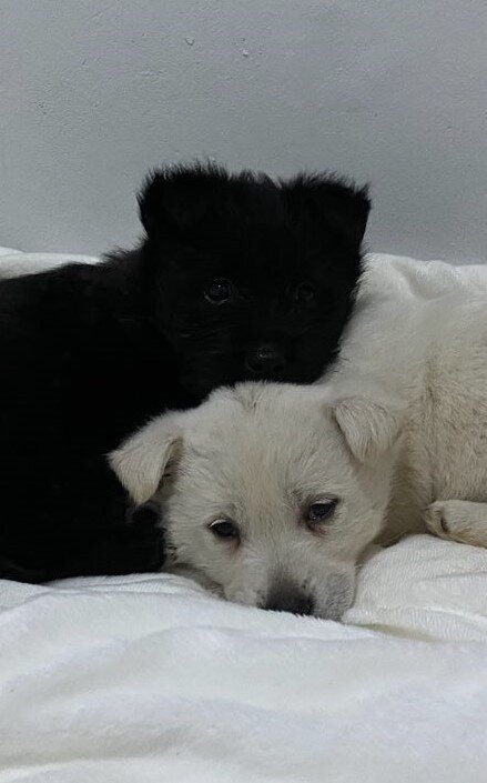 본문 이미지 - 11흑구와 백구를 발견한 날, 2020년 1월8일.ⓒ 뉴스1