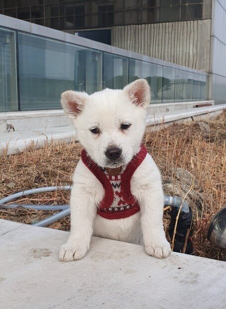 본문 이미지 - 새주인이 보내온 백구 사진. 지난 18일 촬영본.ⓒ 뉴스1