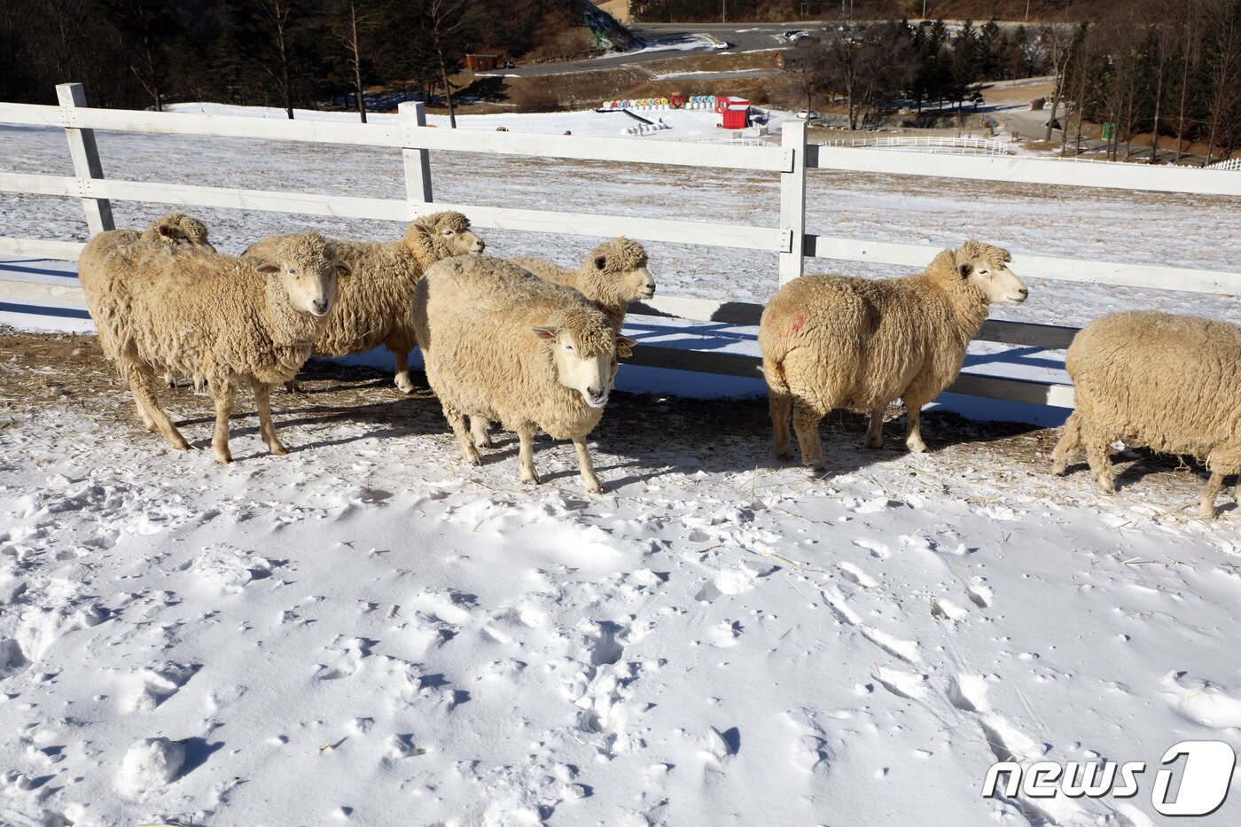 본문 이미지 - 22일 강원도 평창군 대관령면에 자리한 하늘목장의 양들의 한가롭게 서 있다.2020.1.22/뉴스1 ⓒ News1 권혜민 기자