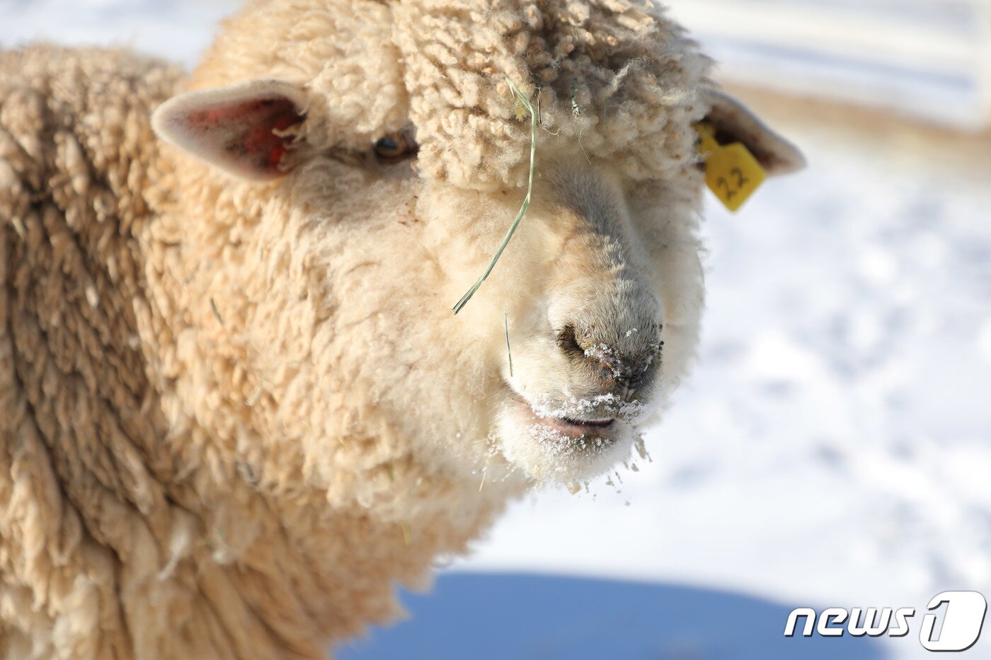 본문 이미지 - 22일 강원도 평창군 대관령면에 자리한 하늘목장의 양이 눈을 맛보고 있다.2020.1.22/뉴스1 ⓒ News1 권혜민 기자
