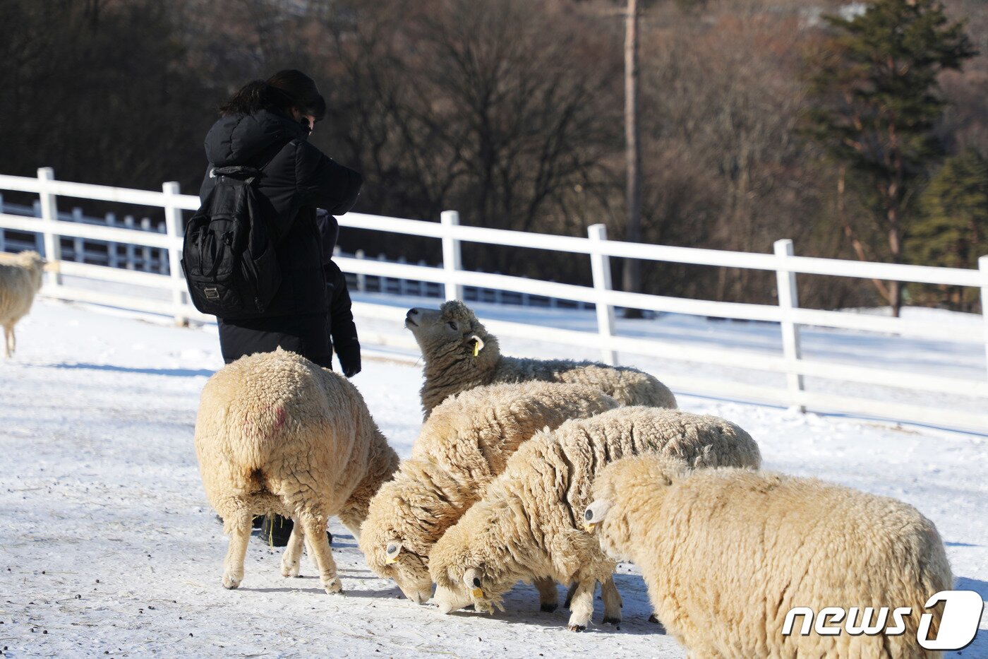 본문 이미지 - 22일 강원도 평창군 대관령면에 자리한 하늘목장의 양들이 건초를 먹고 있다.2020.1.22/뉴스1 ⓒ News1 권혜민 기자