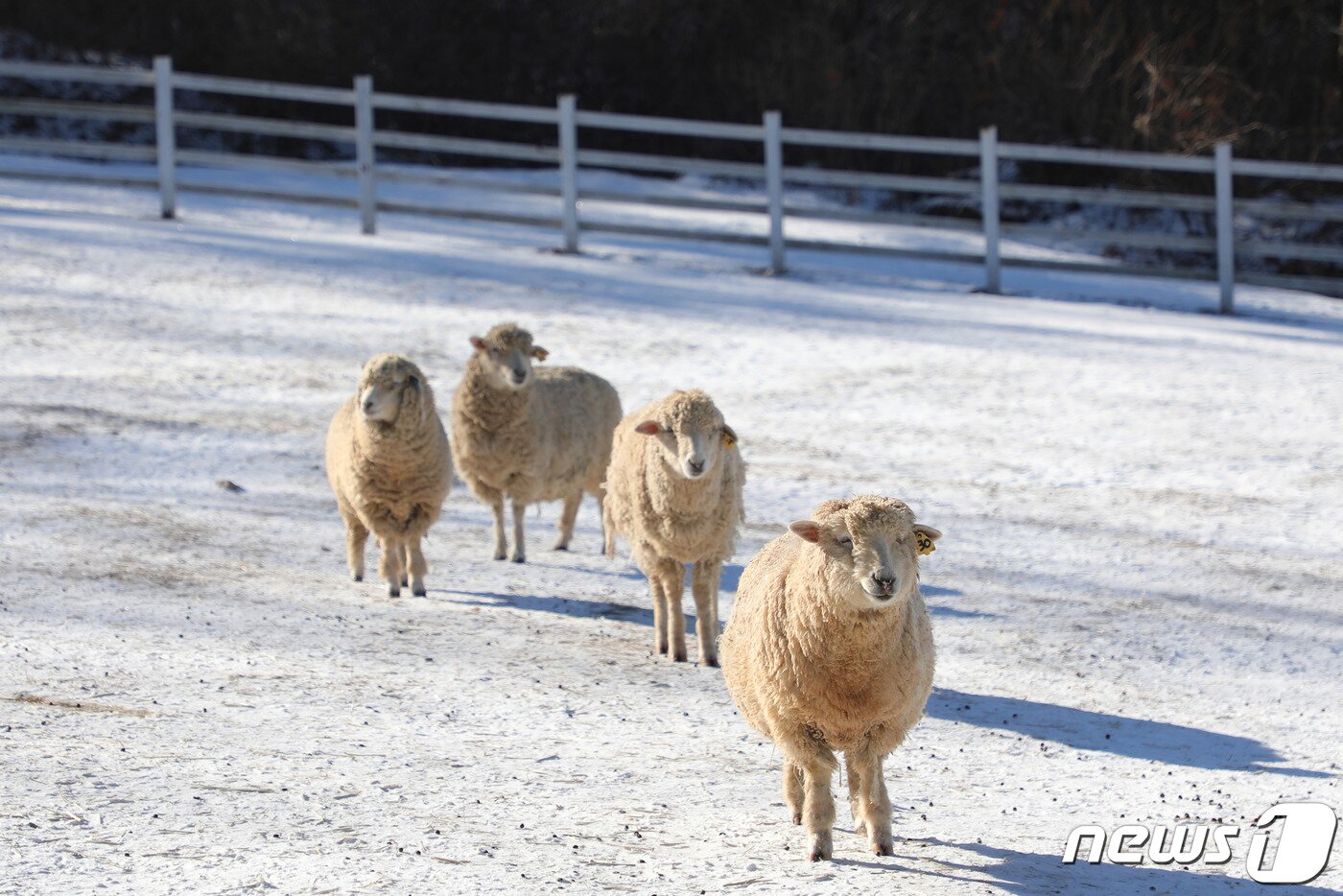 본문 이미지 - 22일 강원도 평창군 대관령면에 자리한 하늘목장의 양들이 한가로운 일상을 보내고 있다.2020.1.22/뉴스1 ⓒ News1 권혜민 기자
