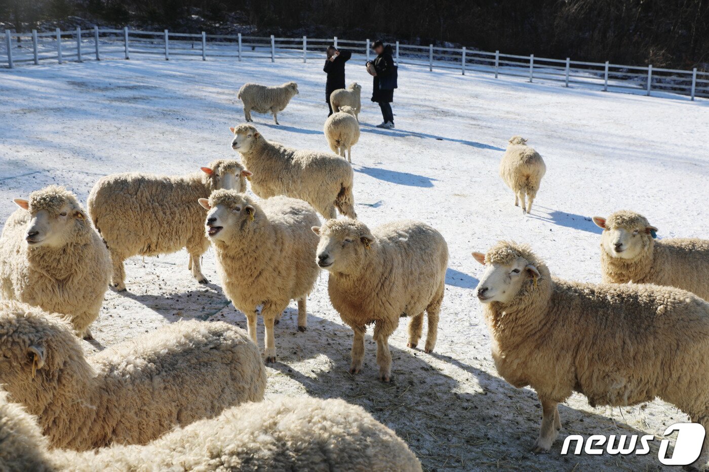 본문 이미지 - 22일 강원도 평창군 대관령면에 자리한 하늘목장의 양들이 한가롭게 서 있다.2020.1.22/뉴스1 ⓒ News1 권혜민 기자