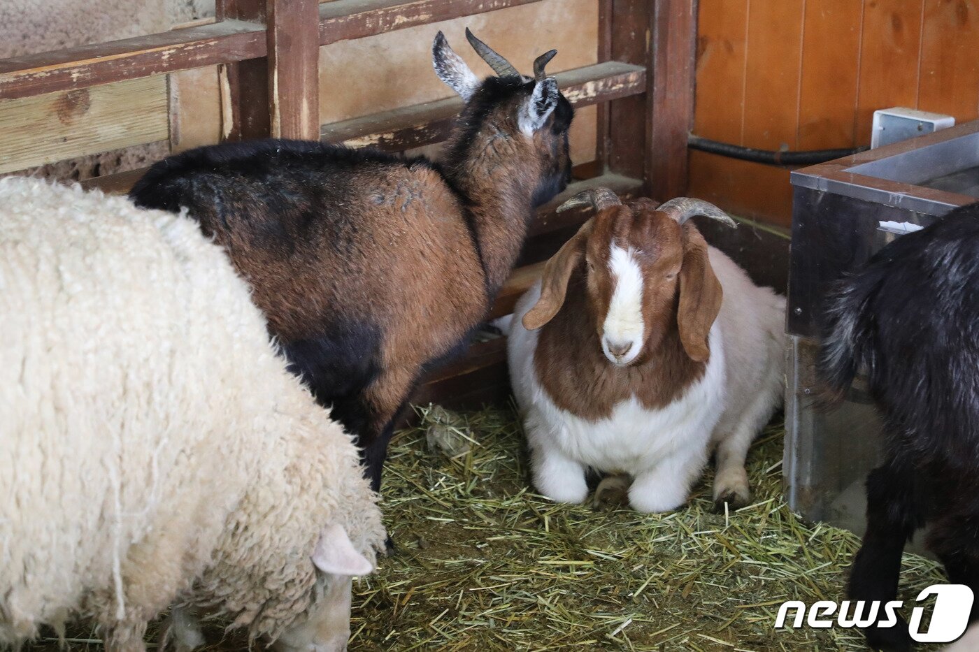 본문 이미지 - 22일 강원도 평창군 대관령면에 자리한 하늘목장의 염소가 한가롭게 앉아 있다.2020.1.22/뉴스1 ⓒ News1 권혜민 기자