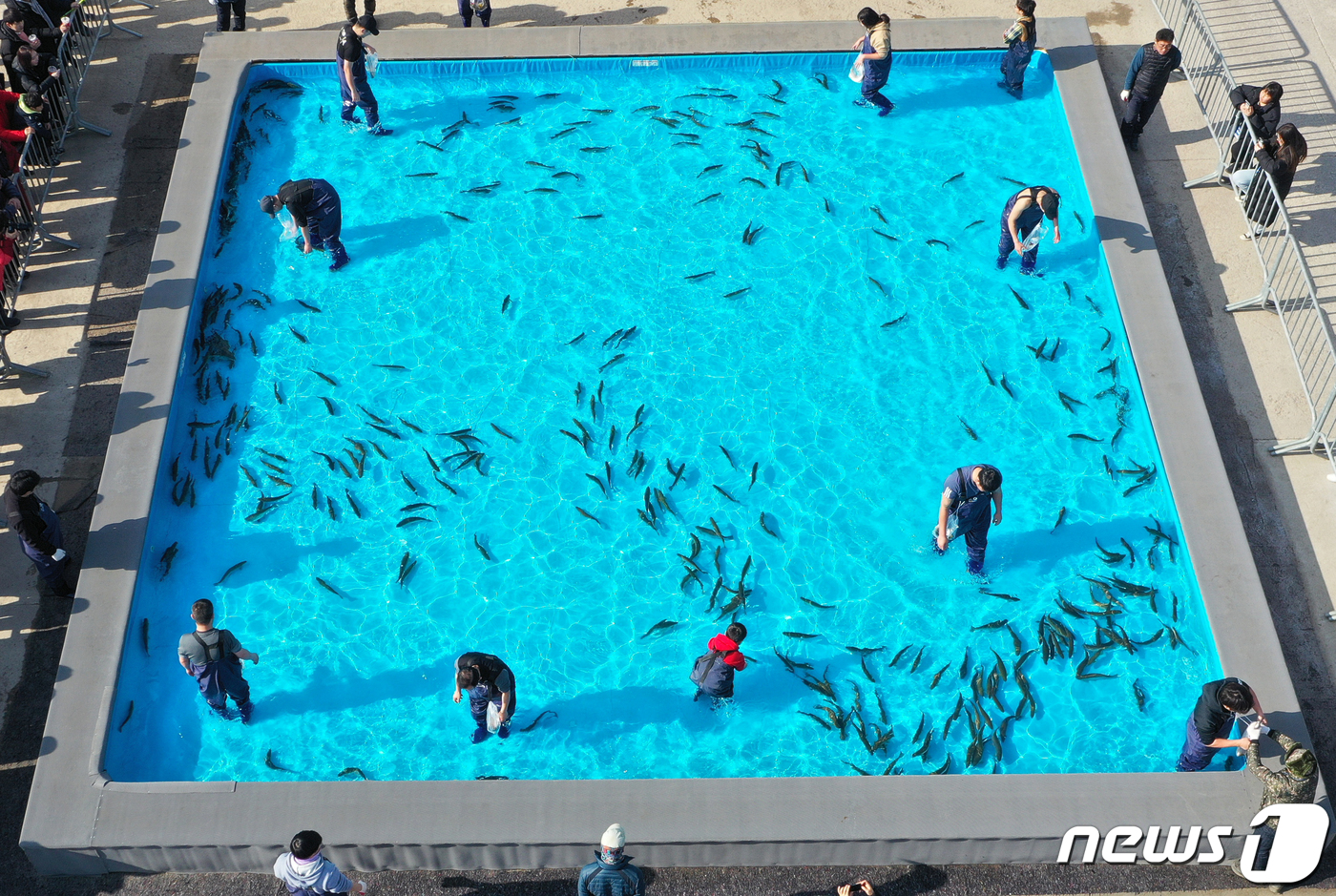 (홍천=뉴스1) 하중천 기자 = 설 연휴 첫 날인 24일 강원 홍천군 홍천읍 홍천강변에서 열린 제8회 홍천강 꽁꽁축제에서 방문객들이 맨손으로 송어를 잡고 있다. 개막전 이상고온과 …