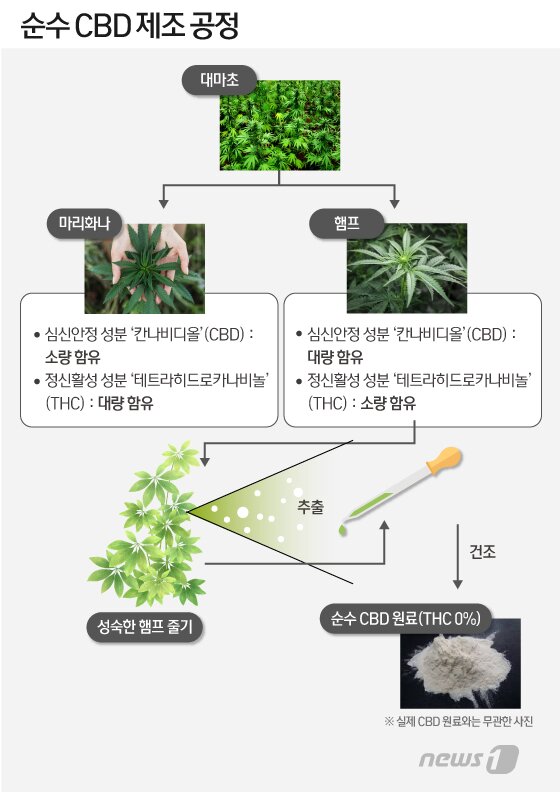 본문 이미지 - ⓒ News1 이지원 디자이너