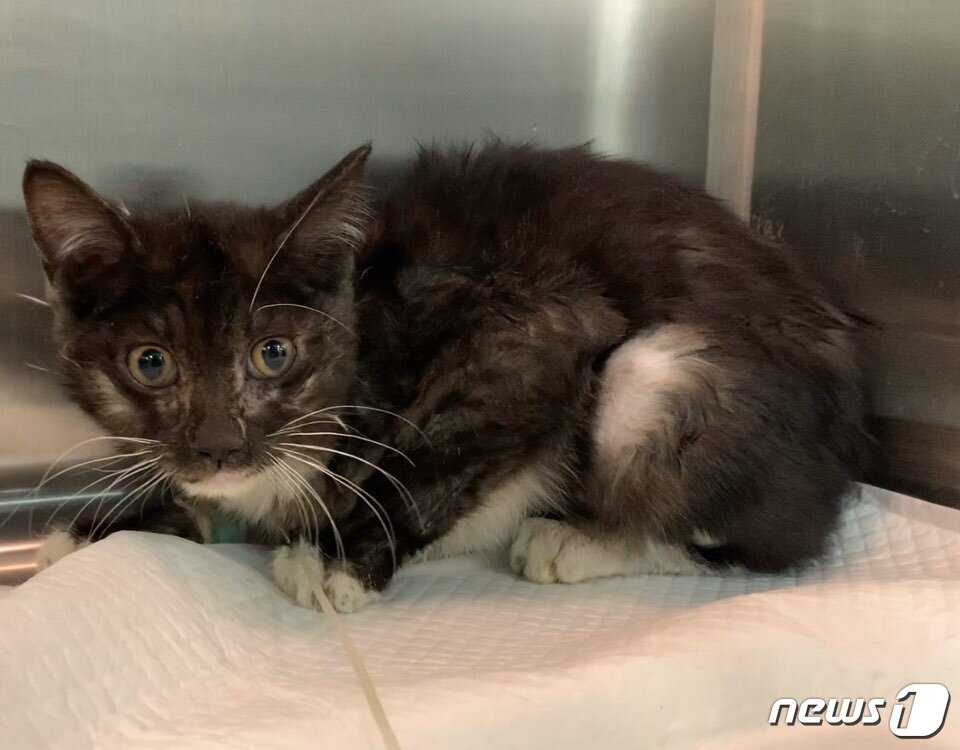 본문 이미지 - 새끼고양이 탄이. 사진 심콩캣 인스타그램 ⓒ 뉴스1