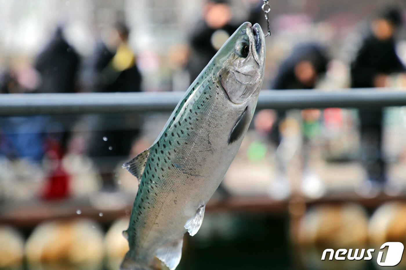 본문 이미지 - 지난 29일 강원 화천군 2020화천산천어축제장에서 관광객들이 수상낚시를 즐기며 산천어를 낚아 올리고 있다.2020.1.29/뉴스1 ⓒ News1 홍성우 기자