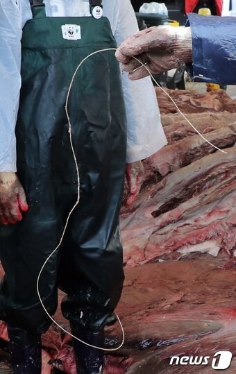 본문 이미지 - 지난 1월3일 오전 제주시 한림항에서 전달 22일 제주 해상에서 발견된 참고래 사체를 부검한 결과 내장에서 1m 정도의 낚싯줄이 발견됐다. 이 고래는 길이 12.6m, 무게 약 12톤의 새끼로 추정된다. 10m 이상 대형고래 부검은 이번이 국내 처음이다.2020.1.3 /뉴스1 ⓒ News1 ⓒ News1 고동명 기자